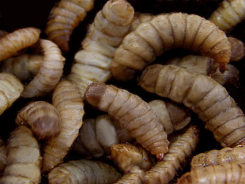 Several pale black soldier fly larvae with broad, segmented bodies.