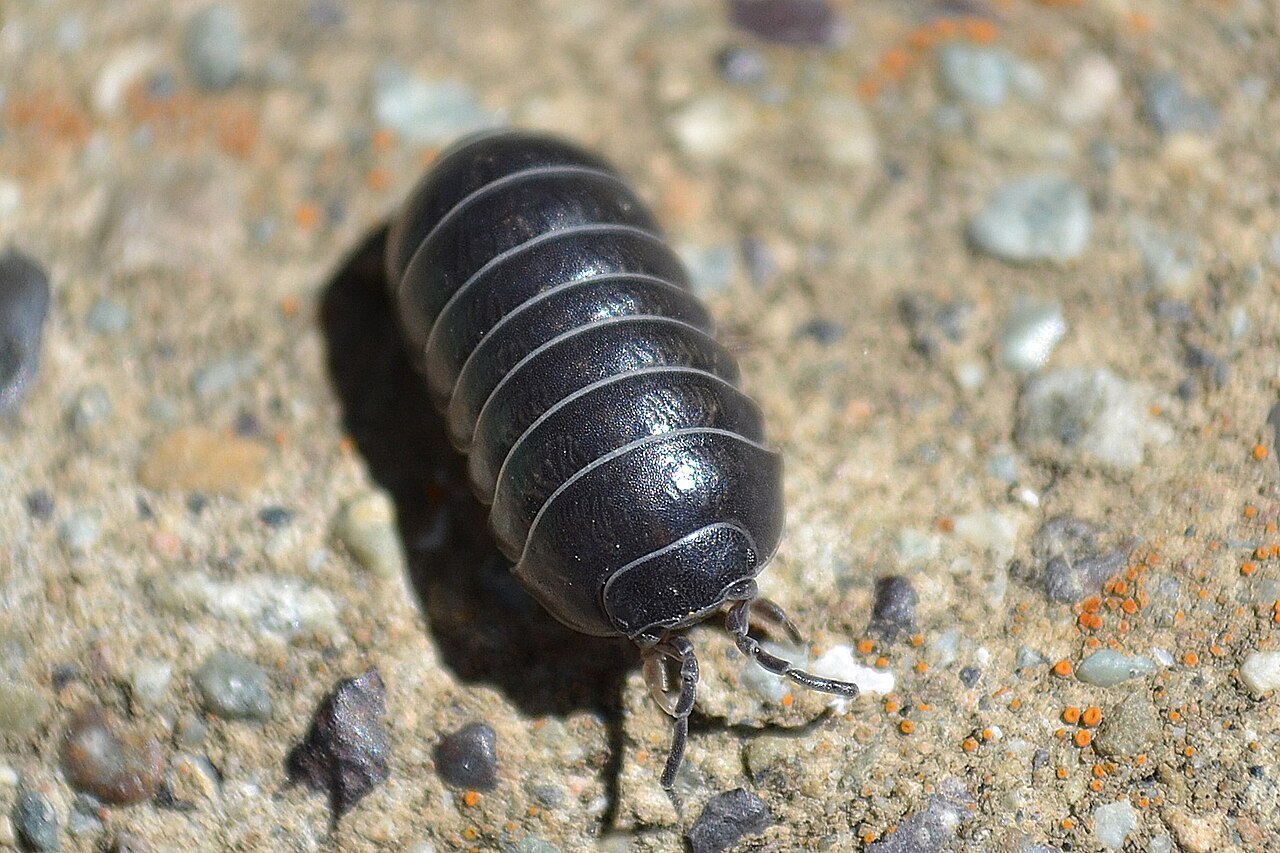 A common pillbug with overlapping grey body plates and two antennae.