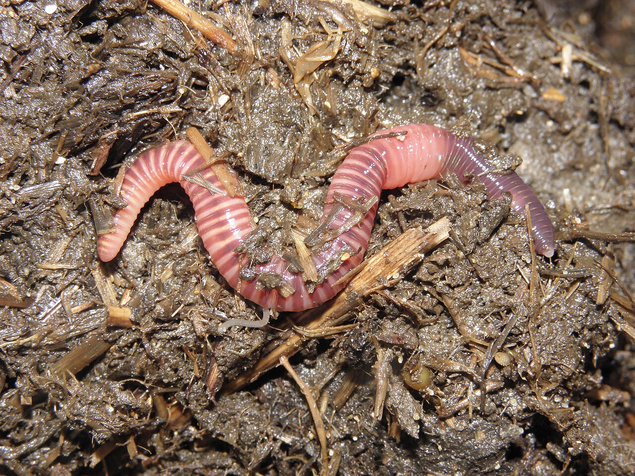 A reddish, ringed red wiggler worm among decaying plant material.