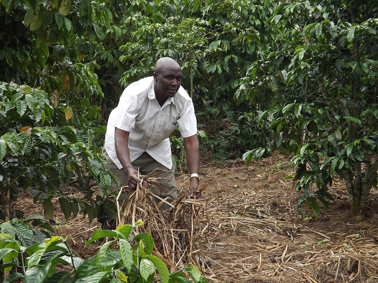 Jimmy Muheebwa spreads dry plant material on the soil between coffee plants.