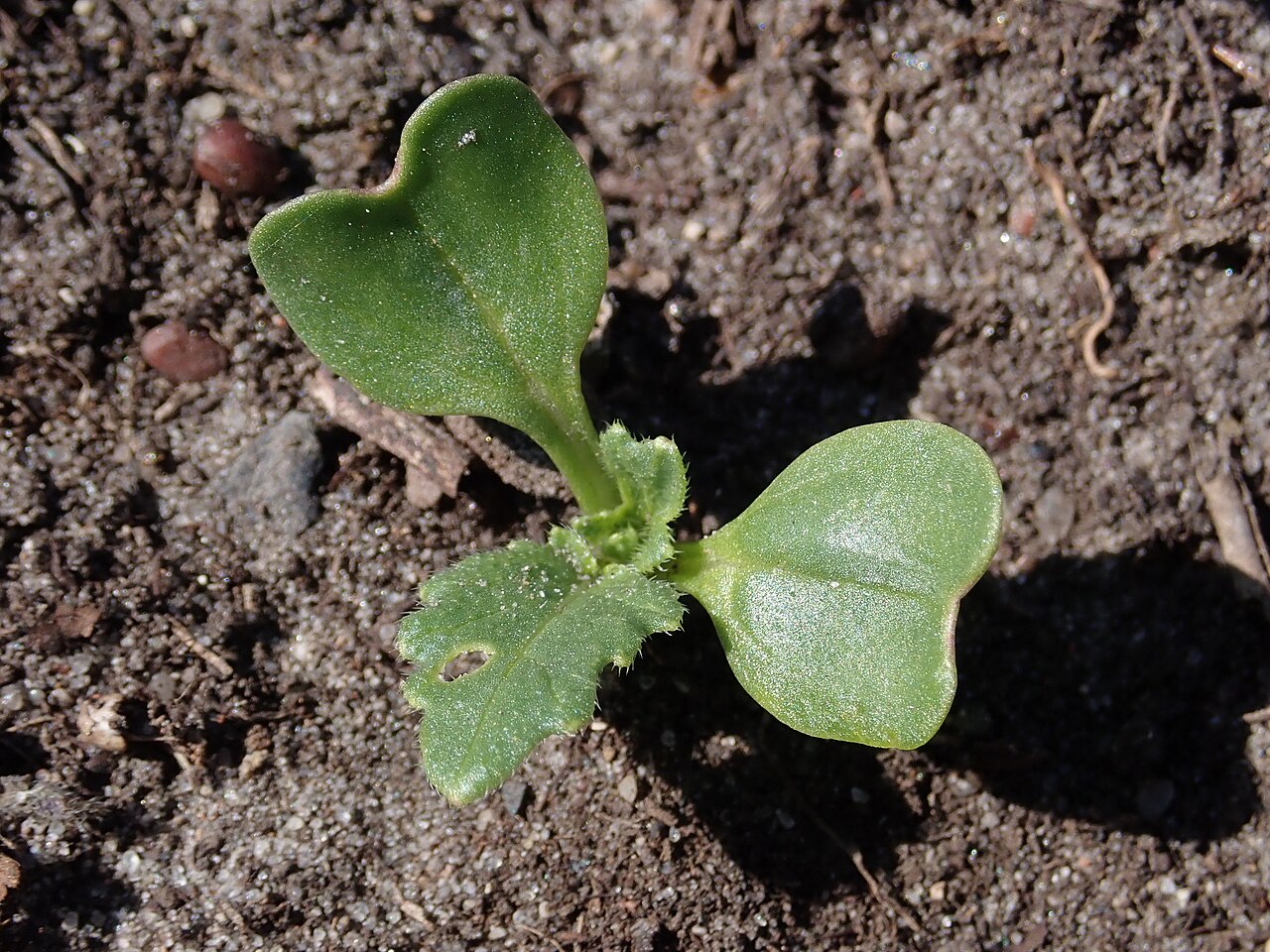 A radish seedling with two rounded leaves and smaller textured leaves emerging between them.
