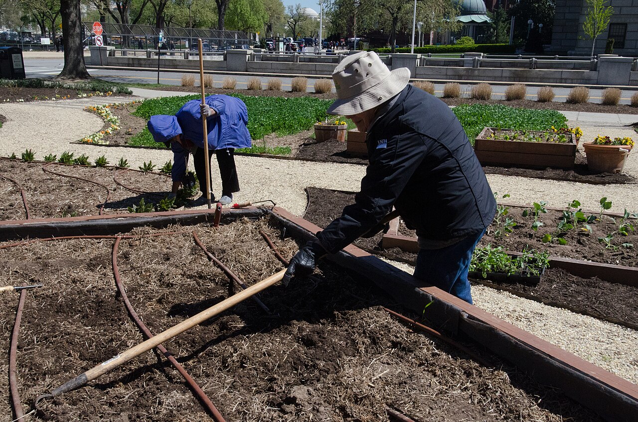 Two volunteers use hoes to prepare a mulched garden bed.